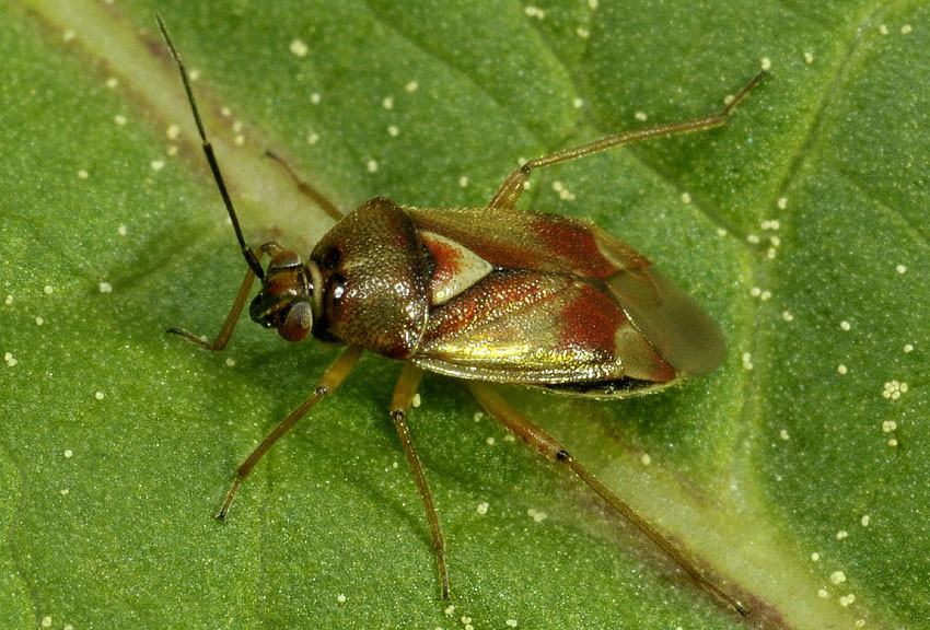 Miridae: Orthops montanus